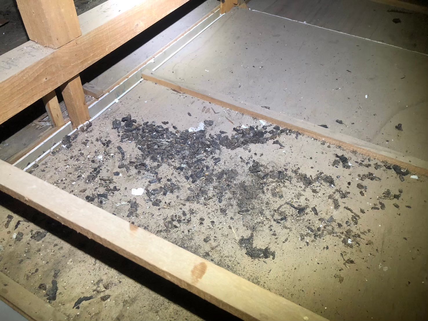 福岡県うきは市　アライグマによる被害　T様邸　駆除実績