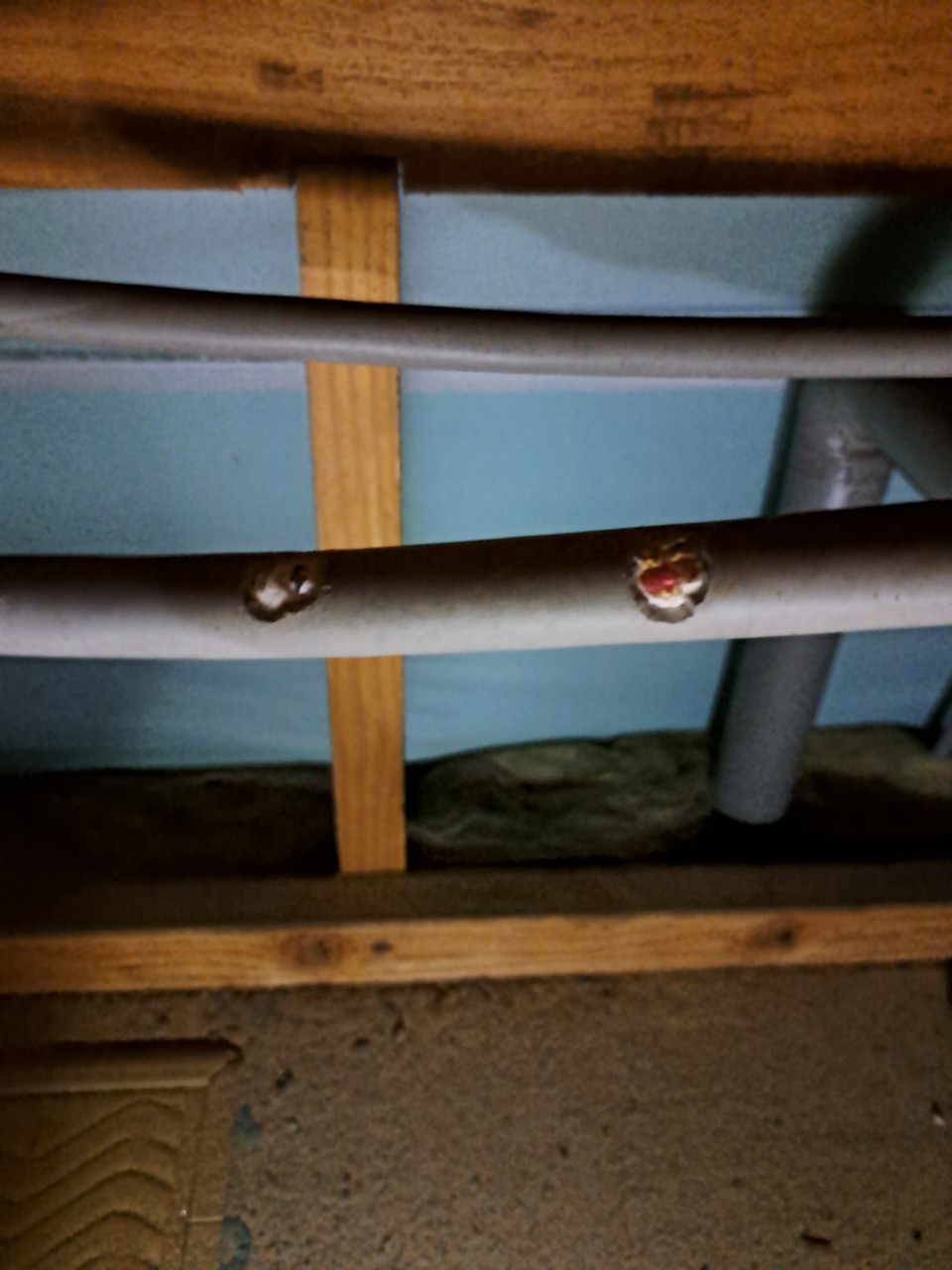 福岡県小郡市　ネズミによる被害　T様邸　駆除実績