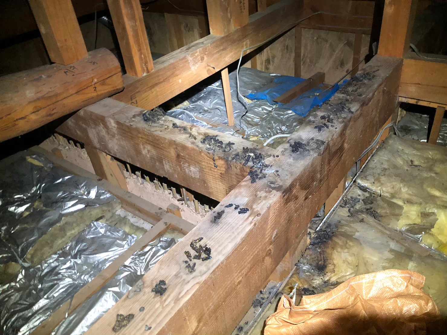 佐賀県佐賀市　イタチによる被害　B様邸　駆除実績