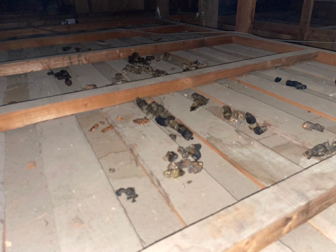 福岡県うきは市　アライグマによる被害　K様邸　駆除実績