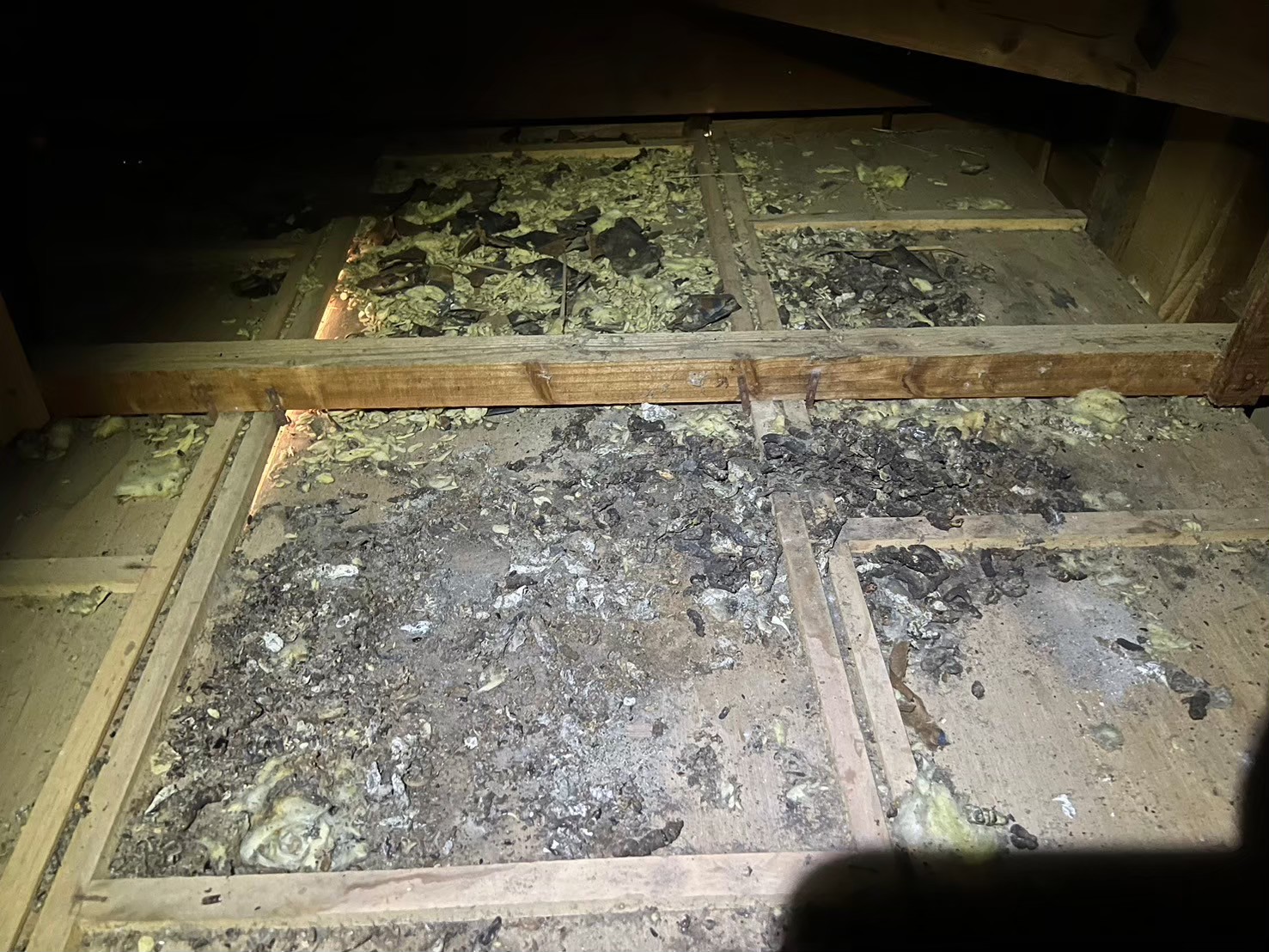 佐賀県 三養基郡みやき町　アライグマによる被害　A様邸　駆除実績