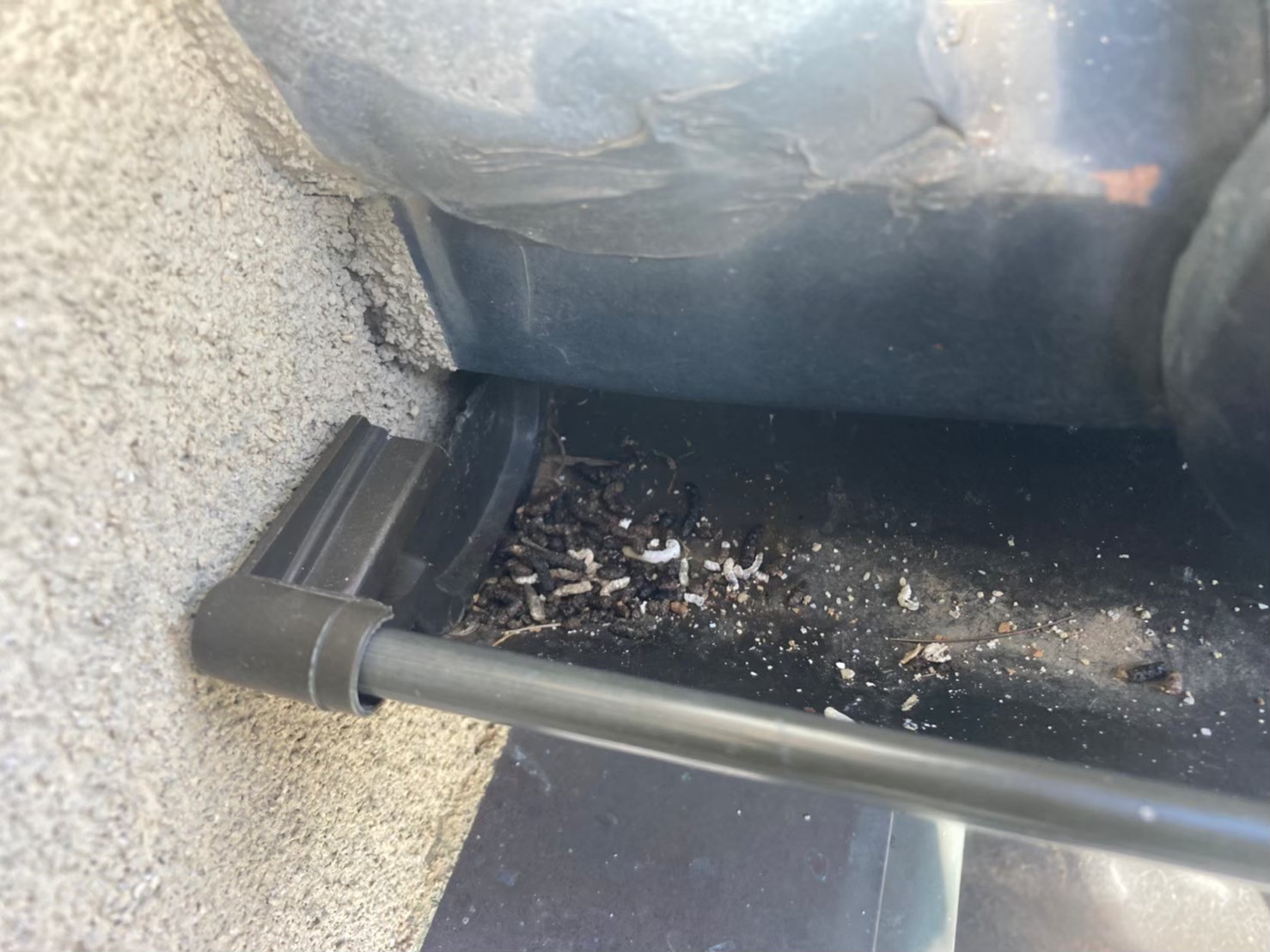 コウモリによる被害　I様邸　駆除実績