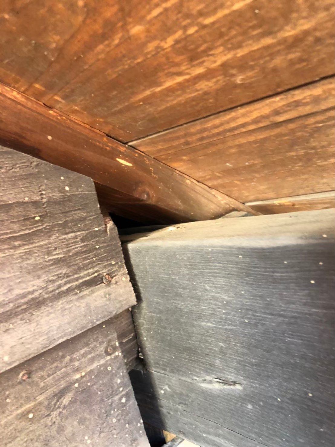 イタチによる被害　株式会社E　N様　駆除実績