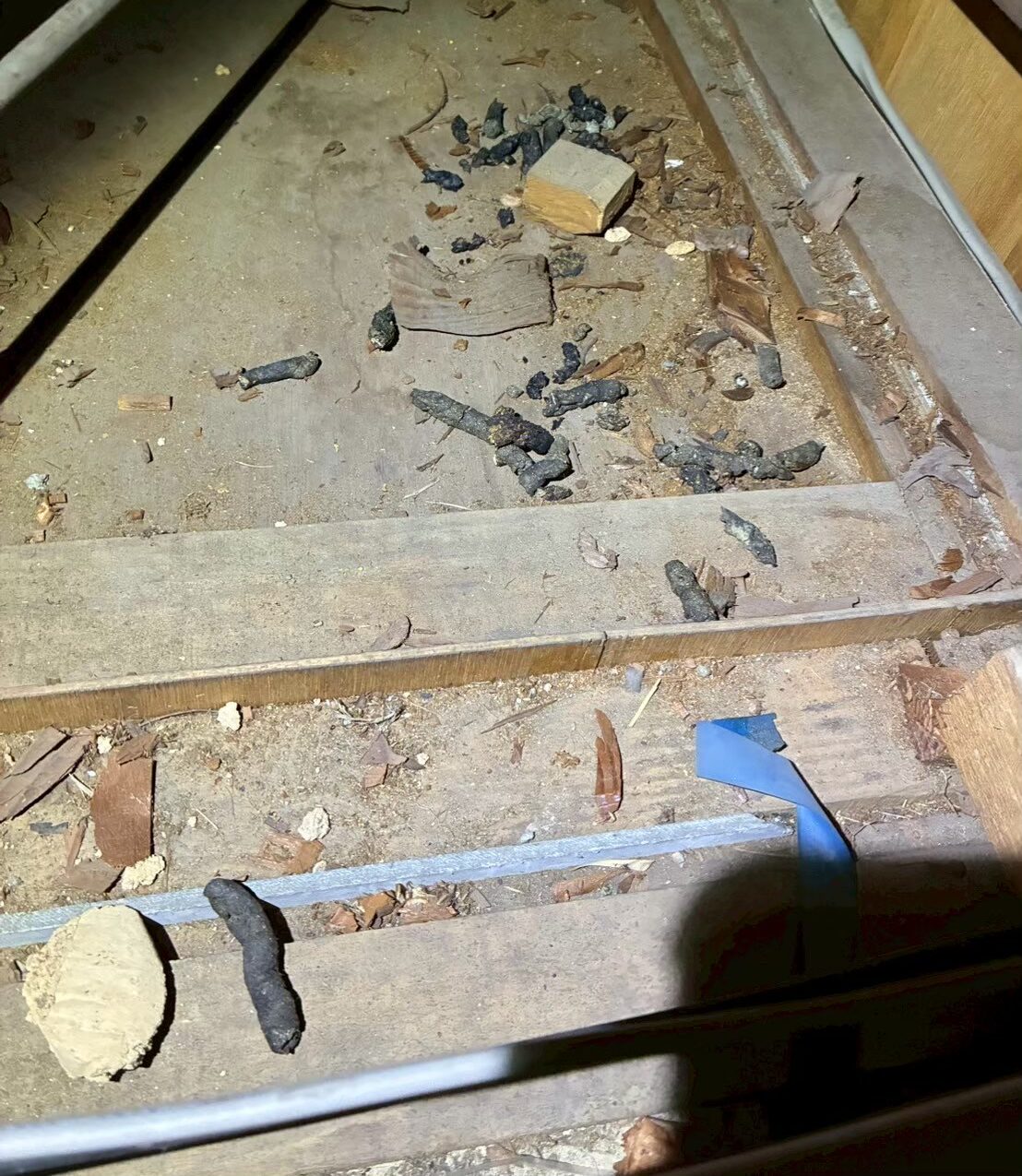 福岡県北九州市　イタチによる被害　E様邸　駆除実績