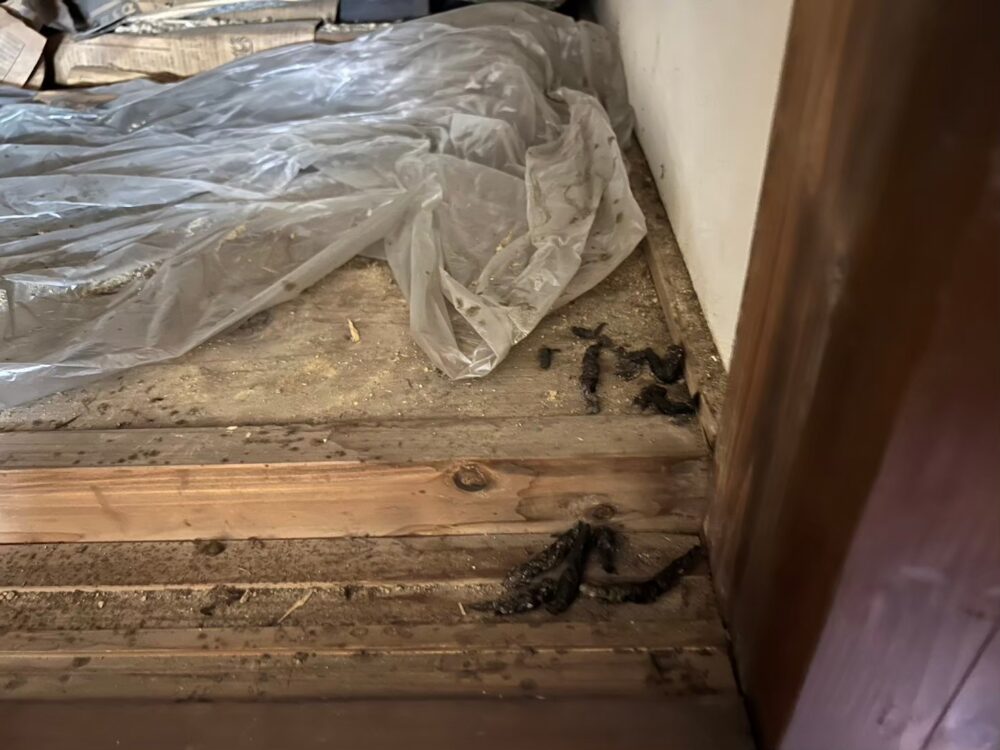 福岡県うきは市　イタチによる被害　G様邸　駆除実績
