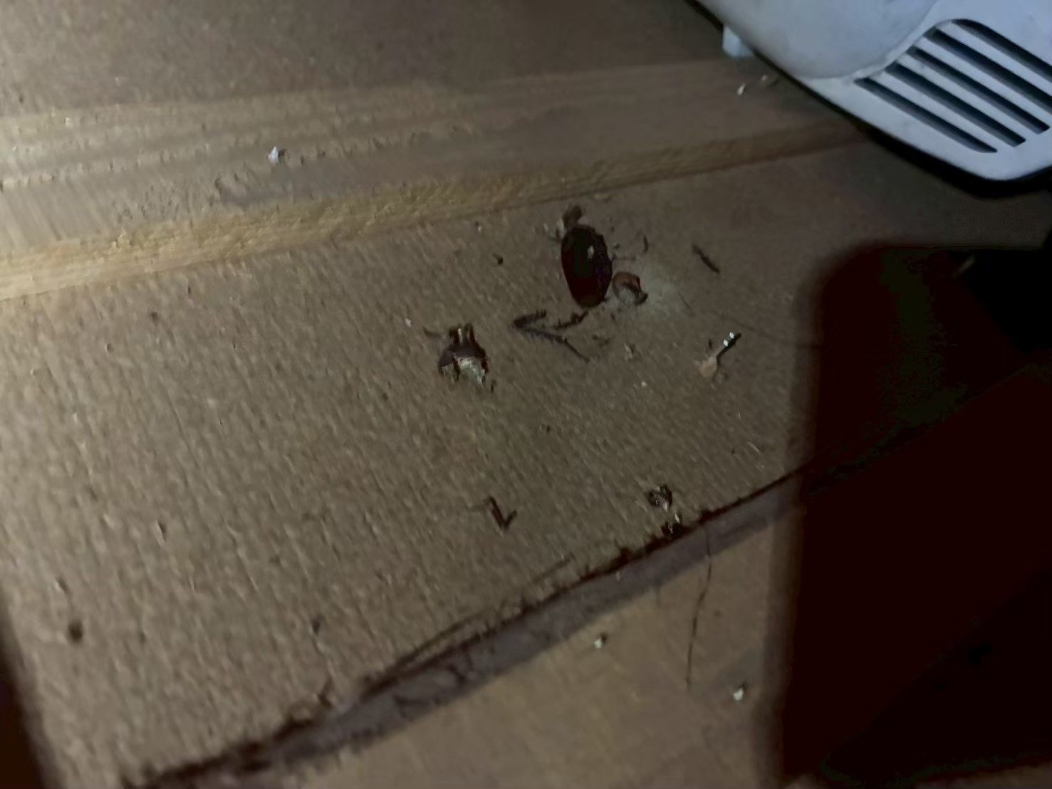 長崎県長崎市　イタチによる被害　T様邸　駆除実績