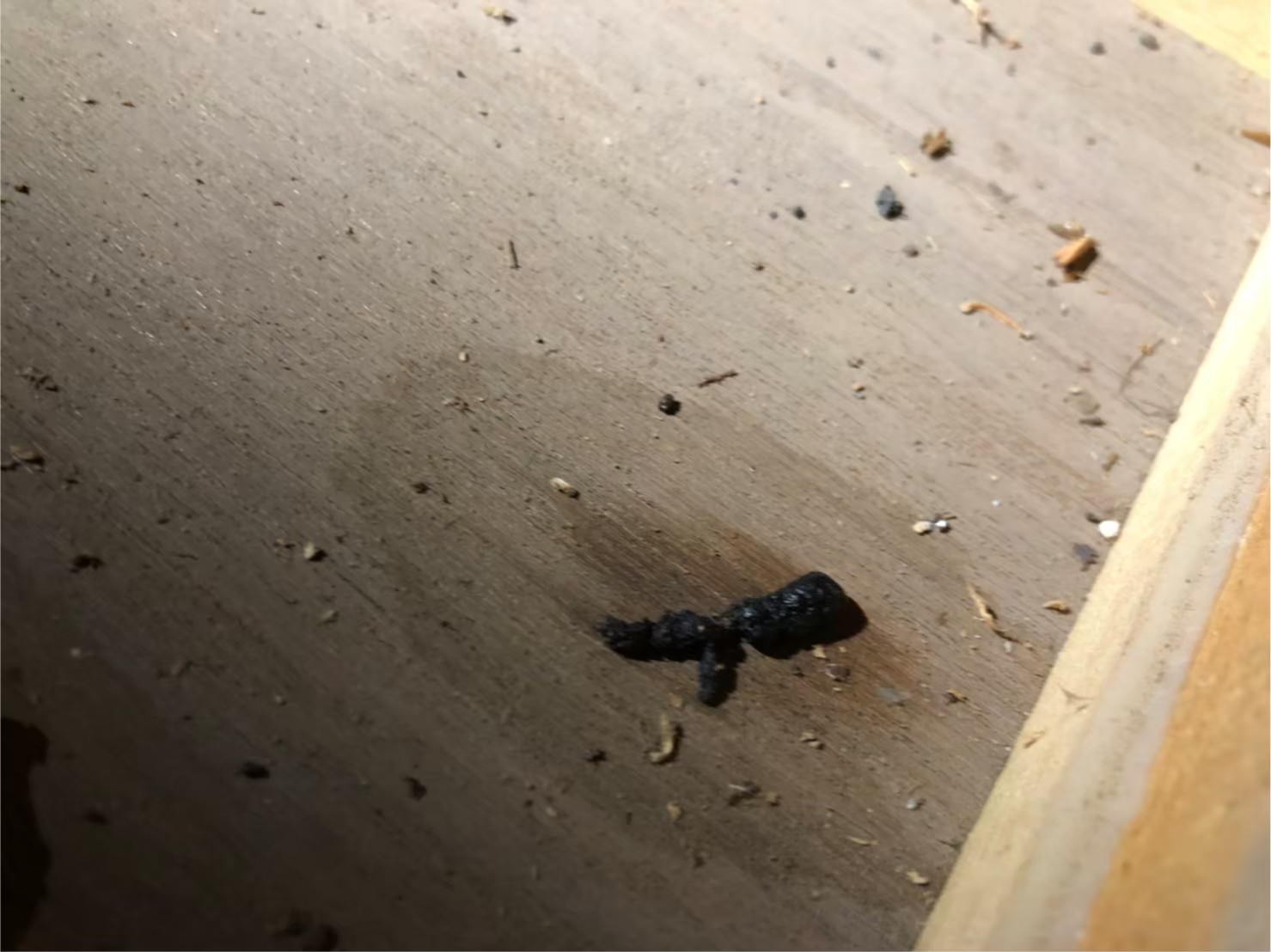 熊本県人吉市　イタチによる被害　S様邸　駆除実績