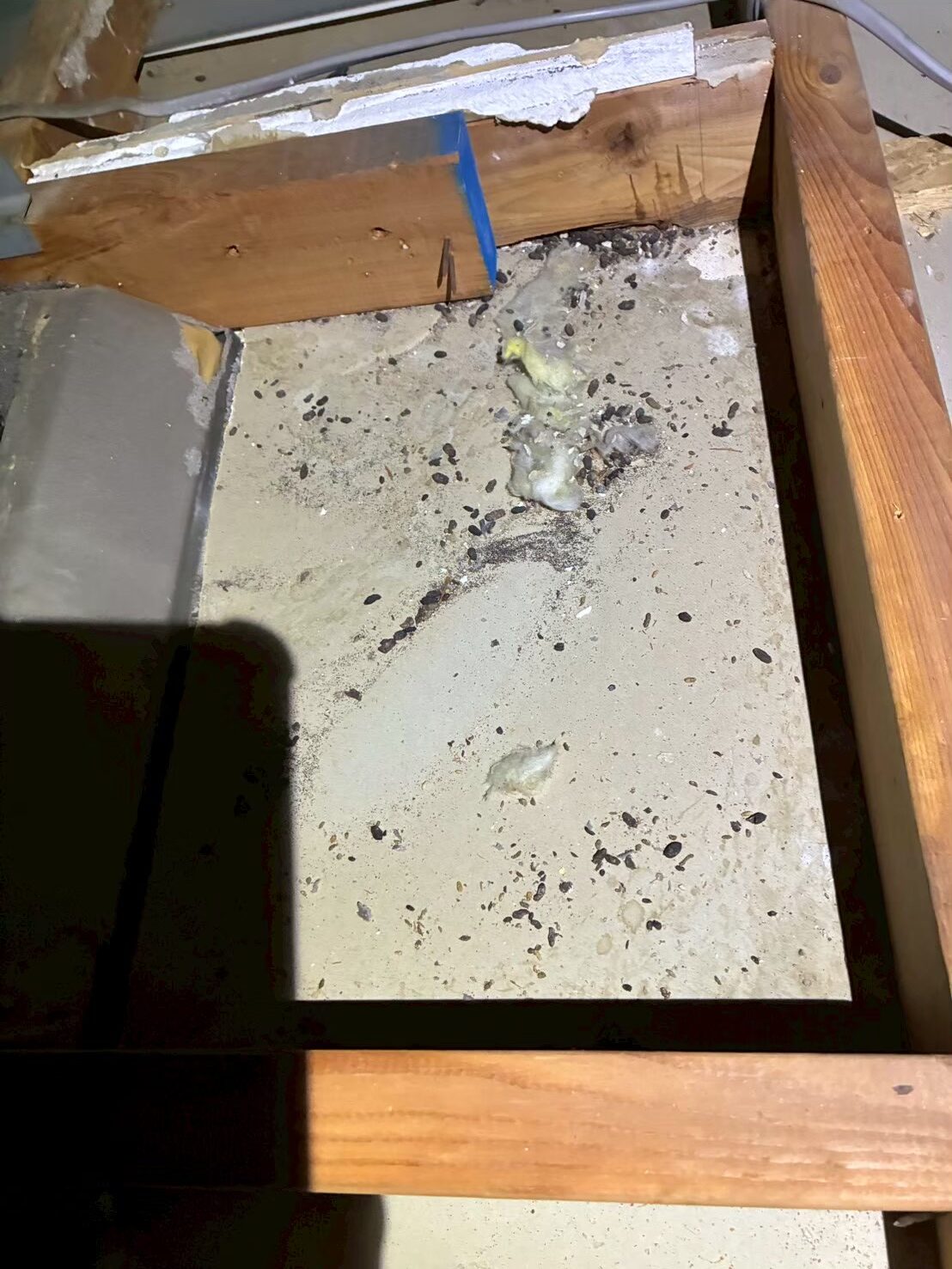 熊本県上天草市　イタチによる被害　H様邸　駆除実績