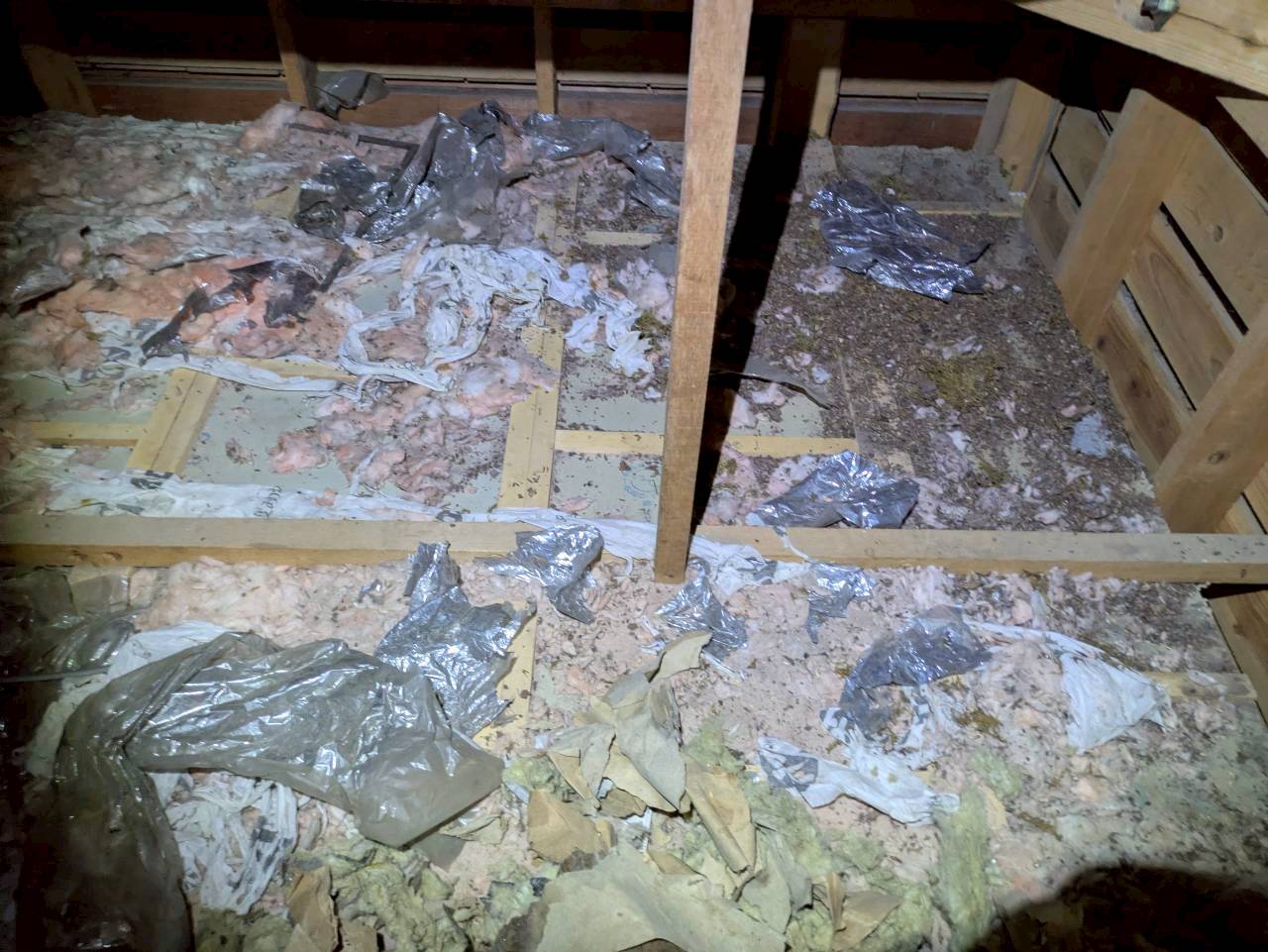 長崎県川棚町　アライグマによる被害　U様邸　駆除実績