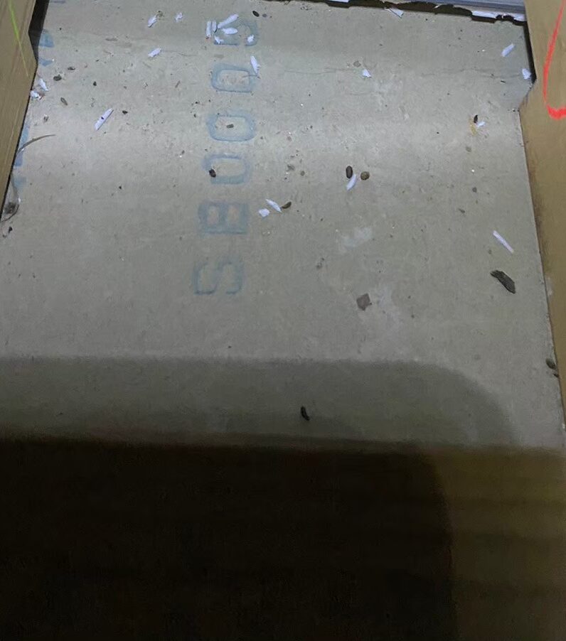 熊本県荒尾市　ネズミによる被害　D様邸　駆除実績