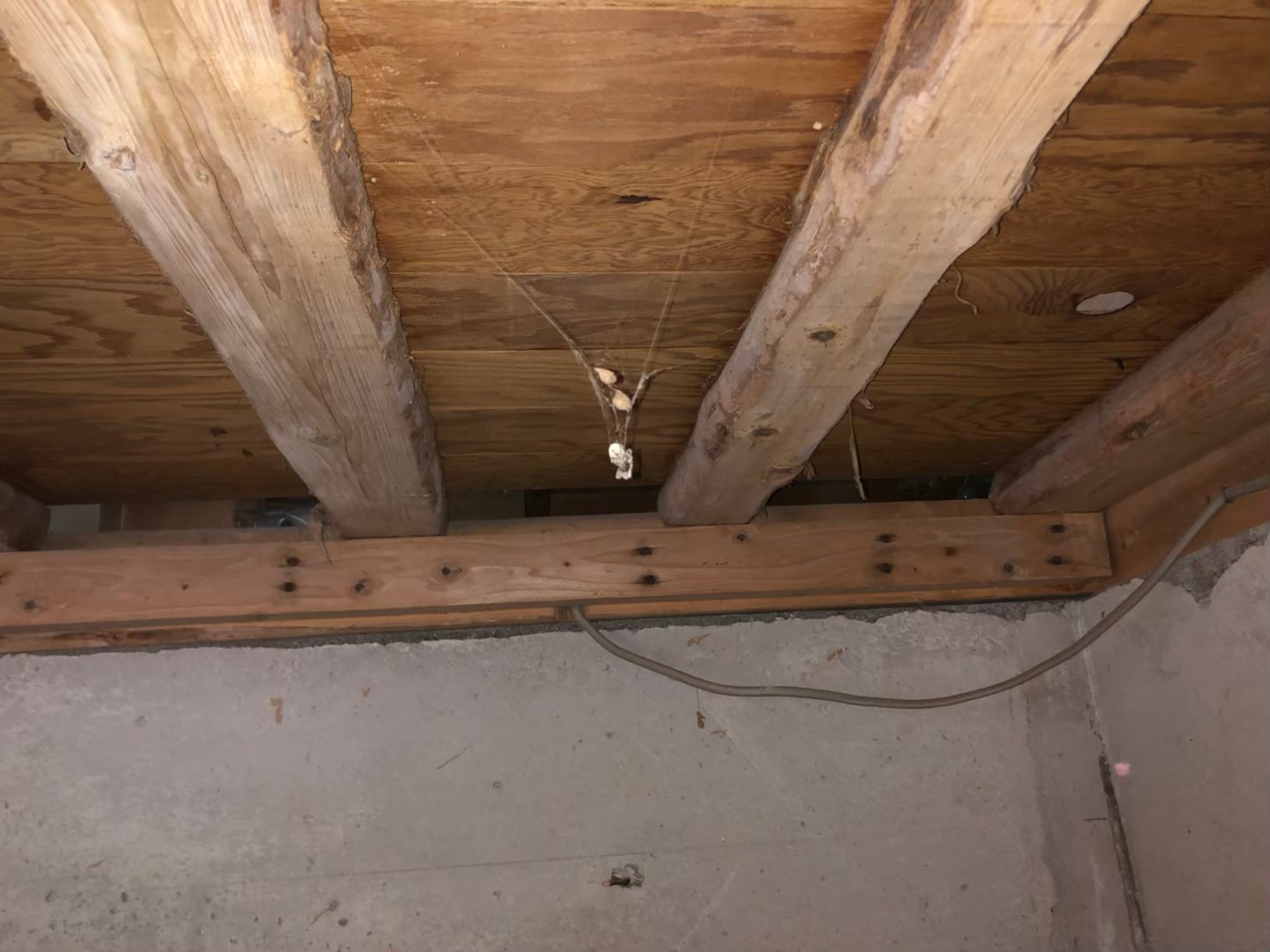 ハクビシンによる被害　K様邸　駆除実績