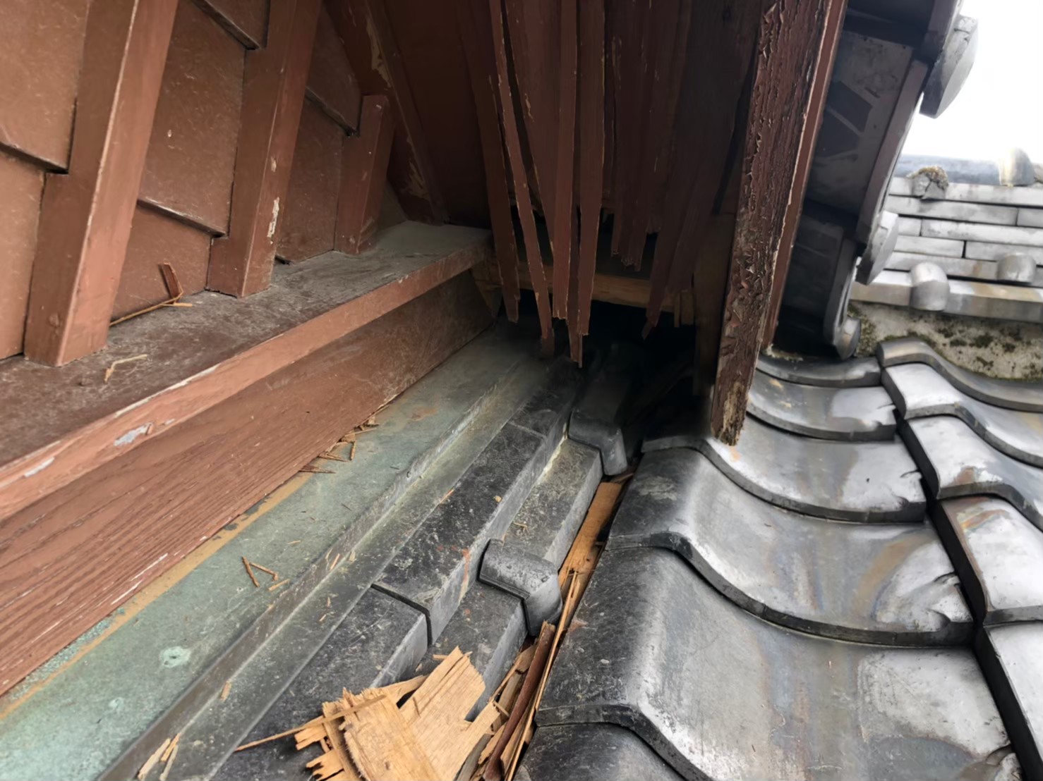 アライグマによる被害　O様邸　駆除実績