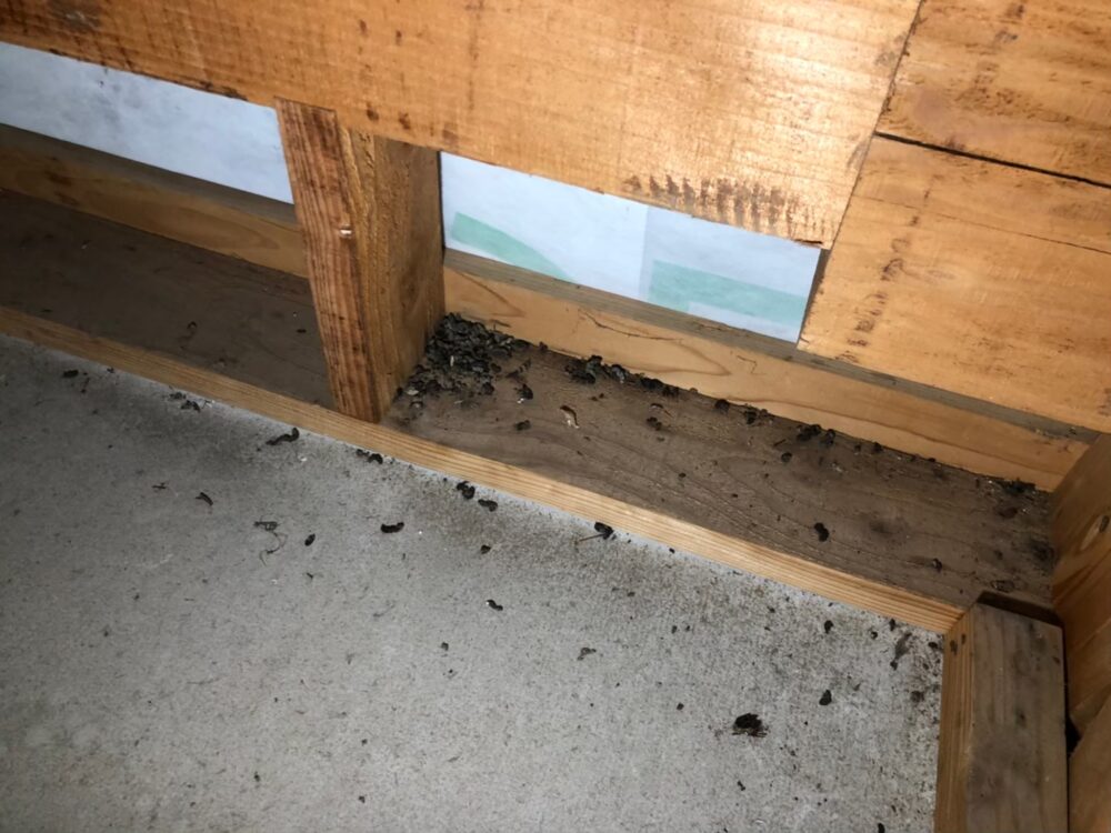 福岡県田川市　ネズミによる被害　H様邸　駆除実績
