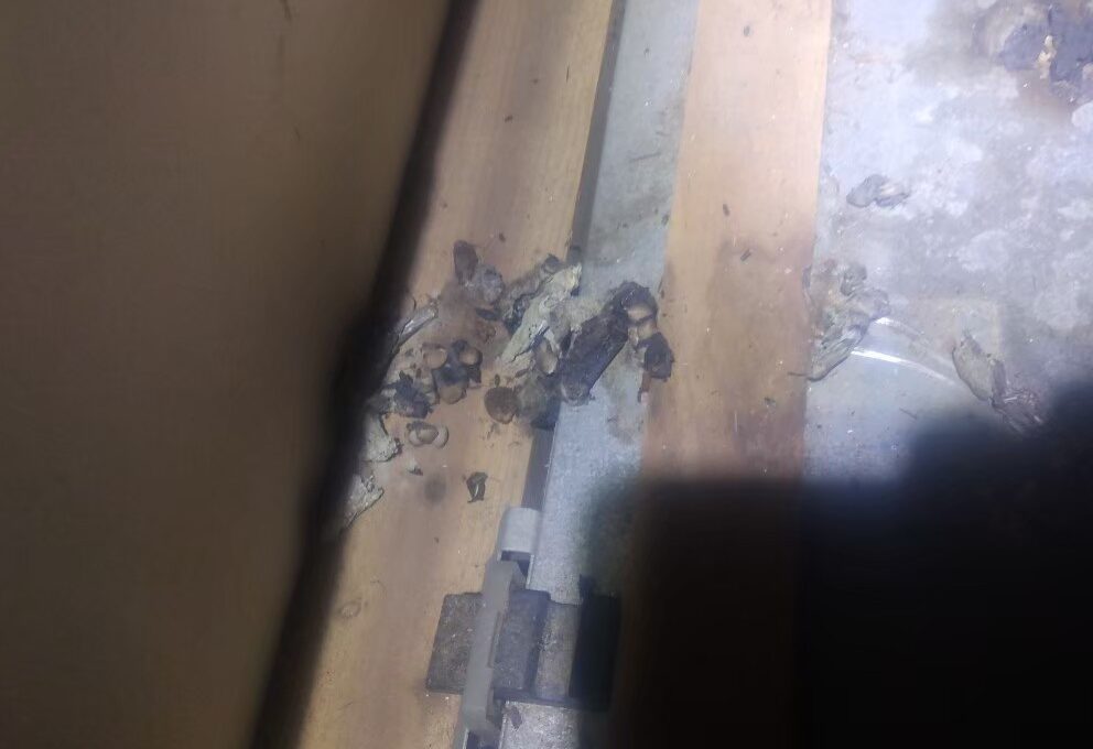 福岡県糸島市　アライグマによる被害　駆除実績