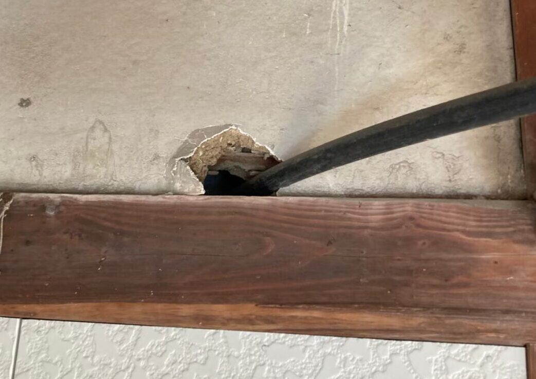 佐賀県小城市　イタチによる被害　駆除実績