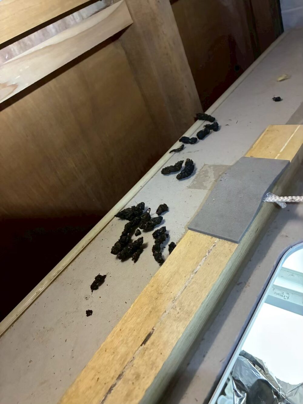 福岡県大野城市　イタチ・シロアリによる被害　Y様邸　駆除実績