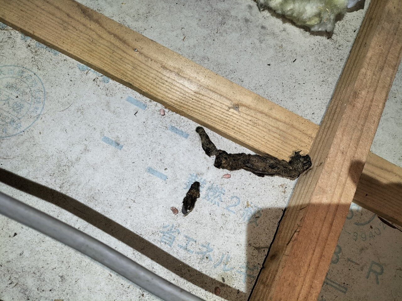 佐賀県鹿島市　アライグマによる被害　I様邸　駆除実績