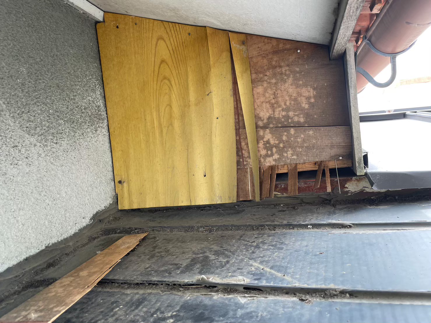 佐賀県佐賀市　アライグマによる被害　N様邸　駆除実績