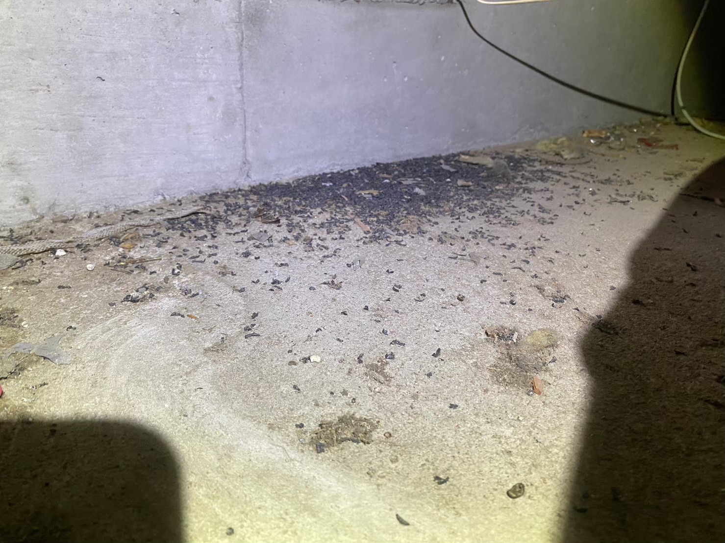 福岡県久留米市　ネズミによる被害　H様邸　駆除実績