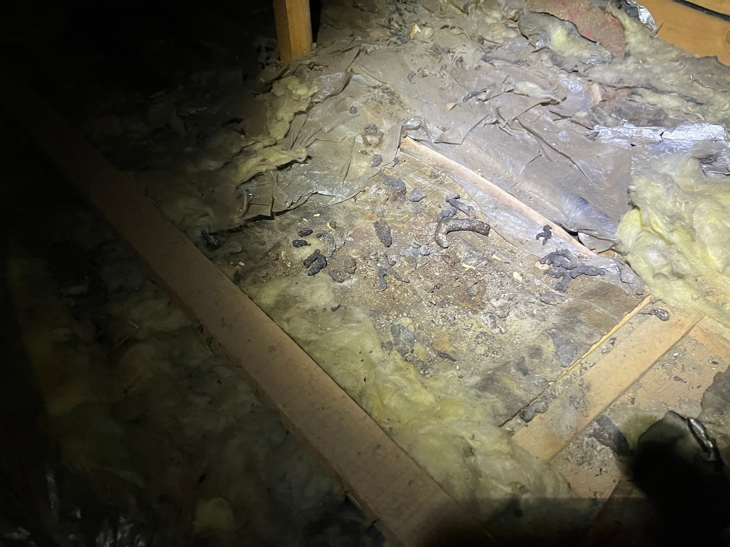 福岡県糸島市　アライグマによる被害　H様邸　駆除実績