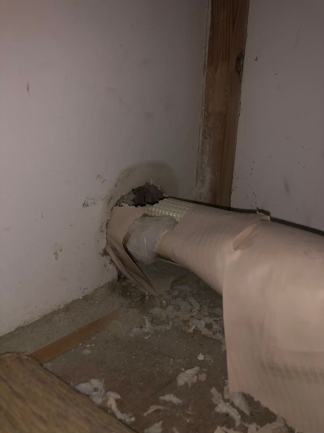 福岡県糸島市　ネズミによる被害　M様邸　駆除実績