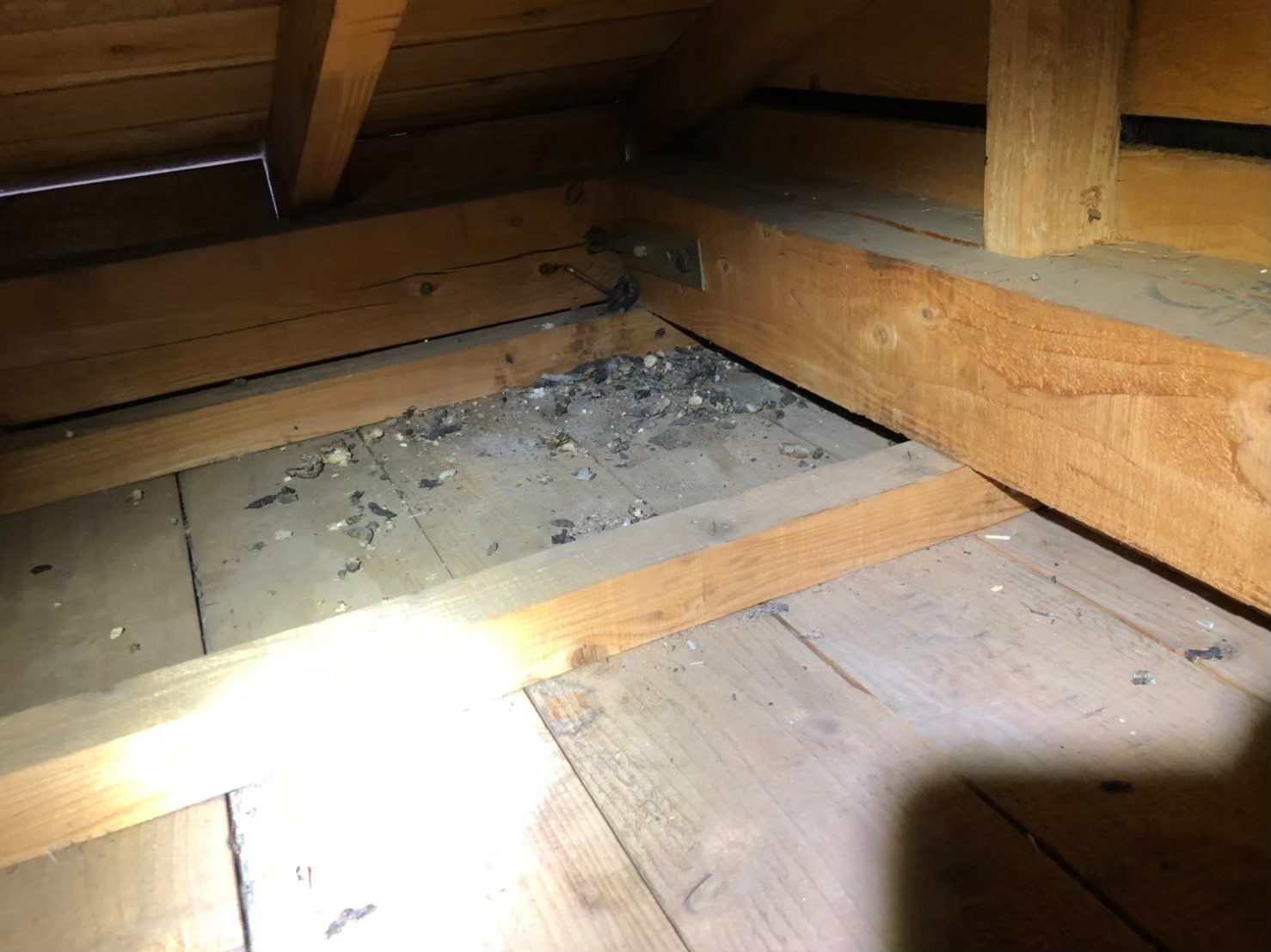 佐賀県伊万里市　アライグマによる被害　K様邸　駆除実績