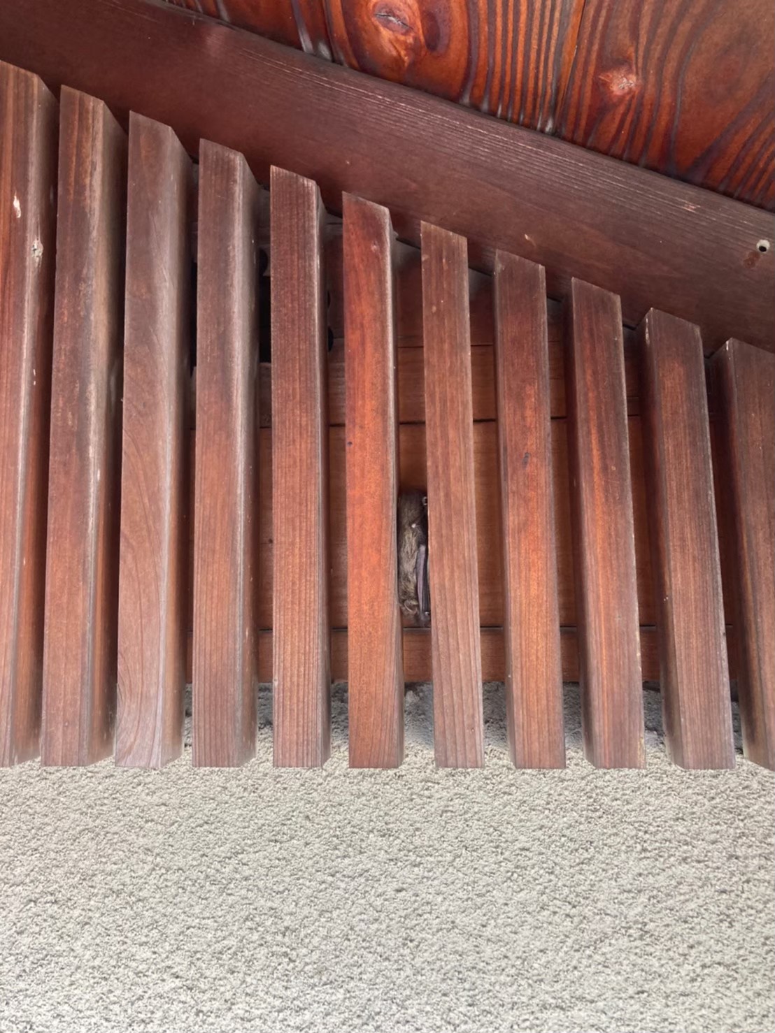 コウモリによる被害　I様邸　駆除実績