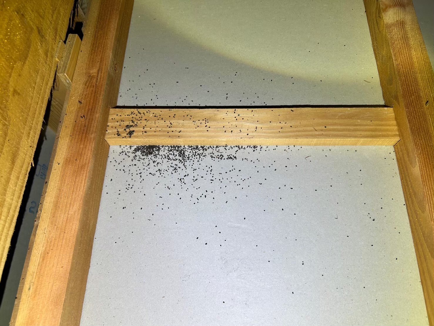 佐賀県武雄市　ネズミによる被害　N様邸　駆除実績