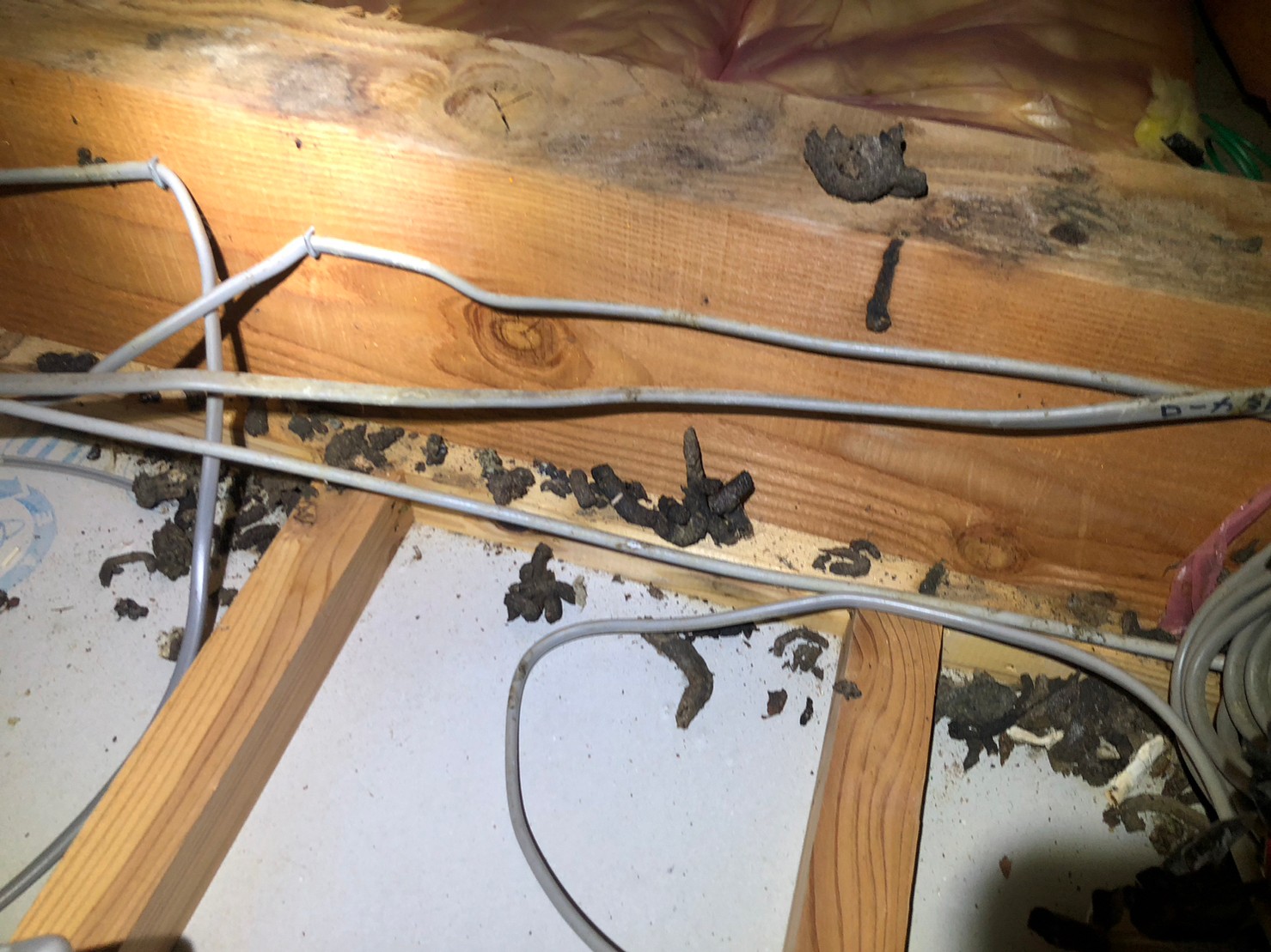 福岡県朝倉市　イタチによる被害　H様邸　駆除実績