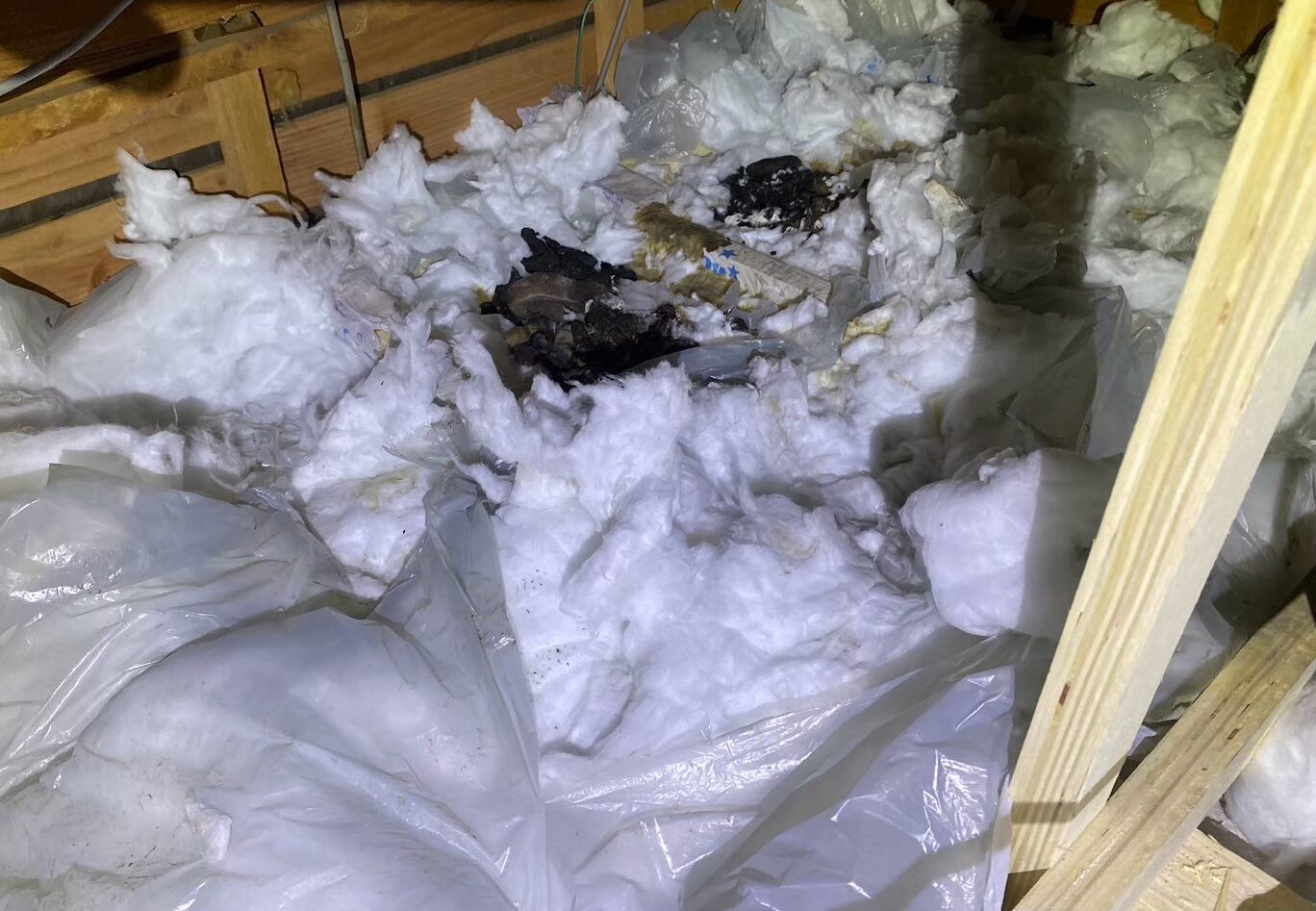 福岡県うきは市　アライグマによる被害　K様邸　駆除実績