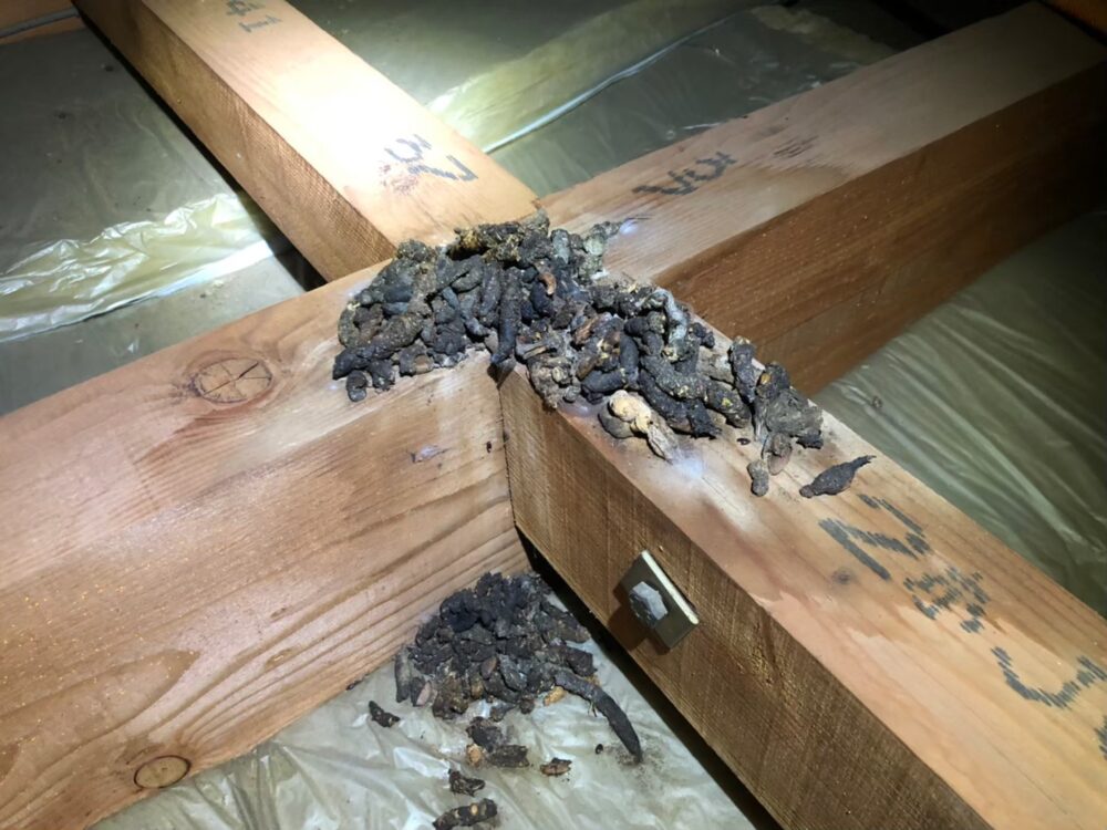 福岡県 飯塚市　イタチによる被害　O様邸　駆除実績