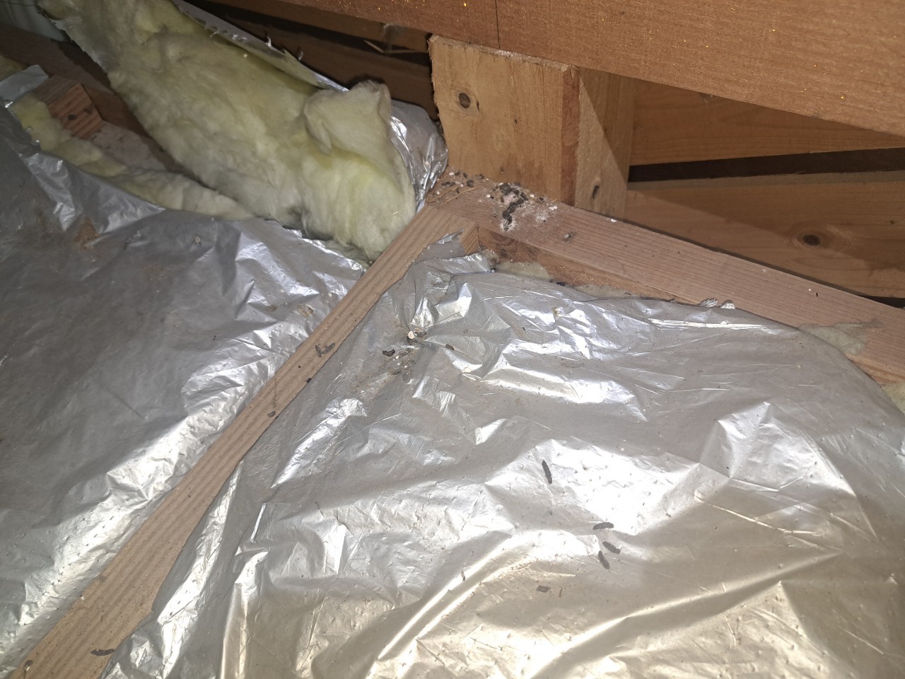 福岡県久留米市　イタチによる被害　N様邸　駆除実績