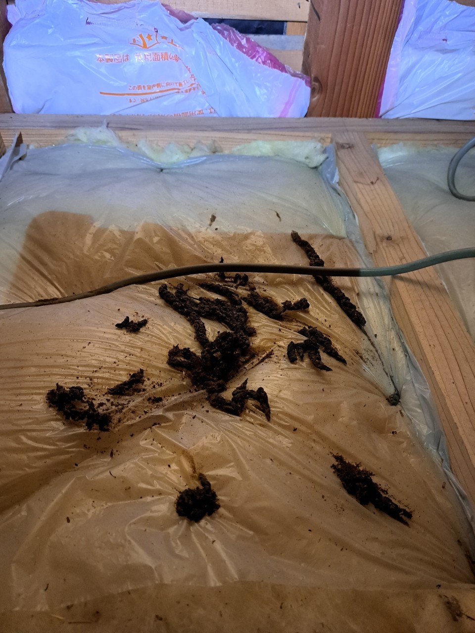 佐賀県鳥栖市　イタチによる被害　W様邸　駆除実績