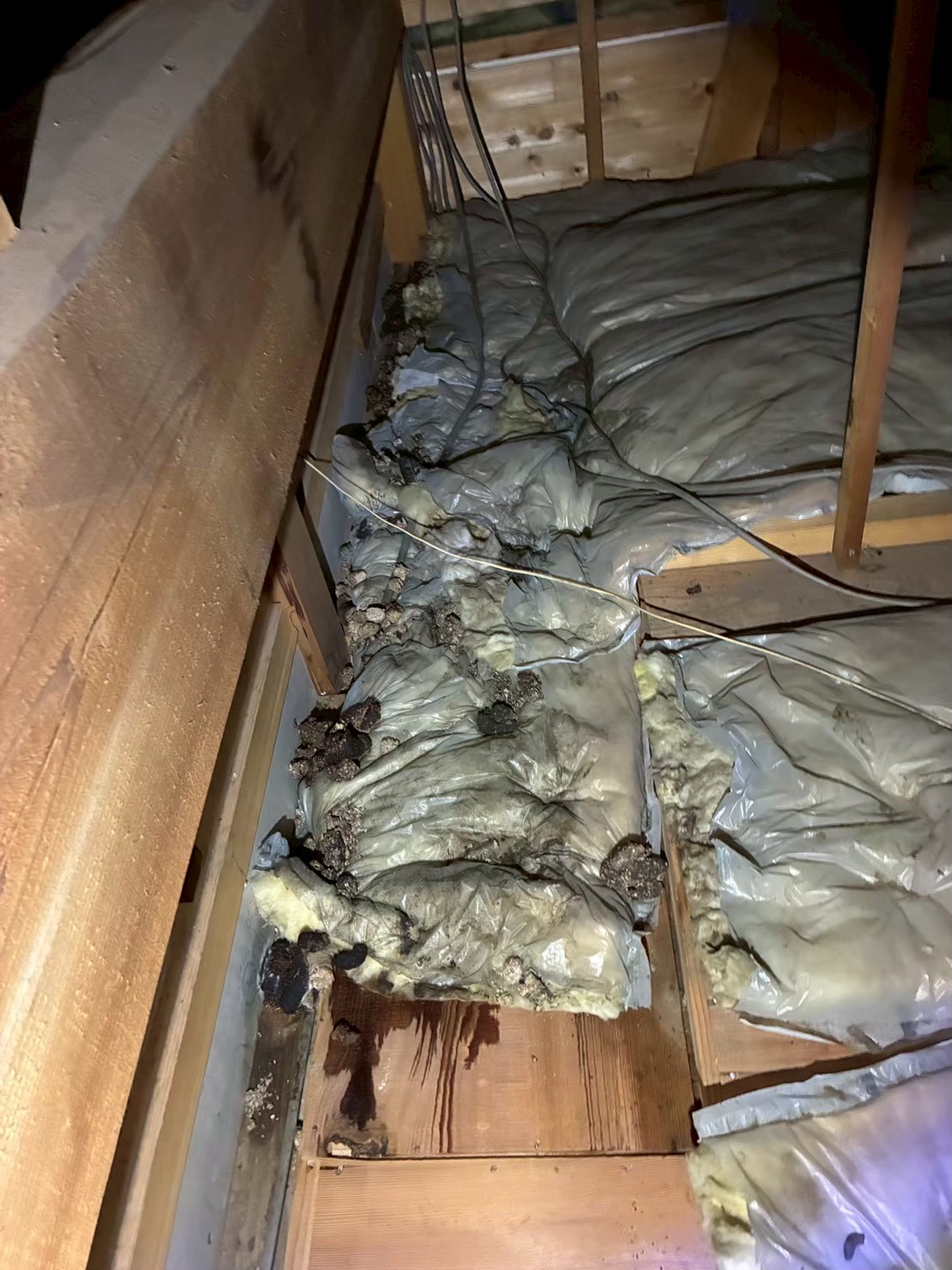 福岡県糟屋郡篠栗町　イタチによる被害　K様邸　駆除実績