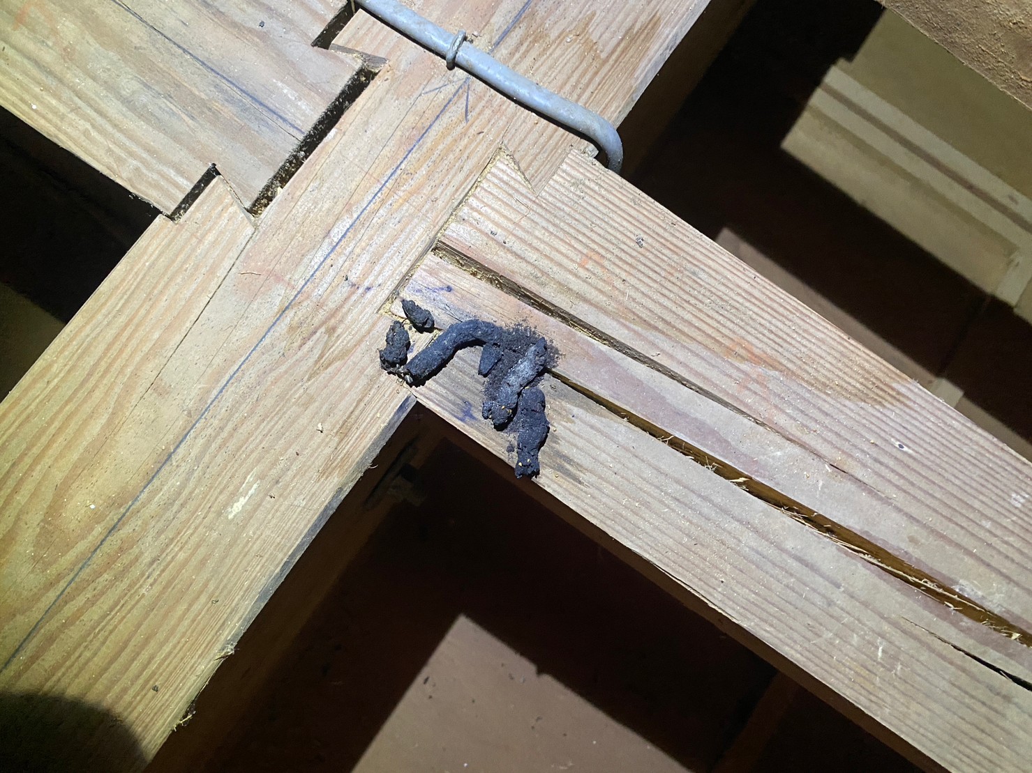 佐賀県多久市　イタチによる被害　A様邸　駆除実績