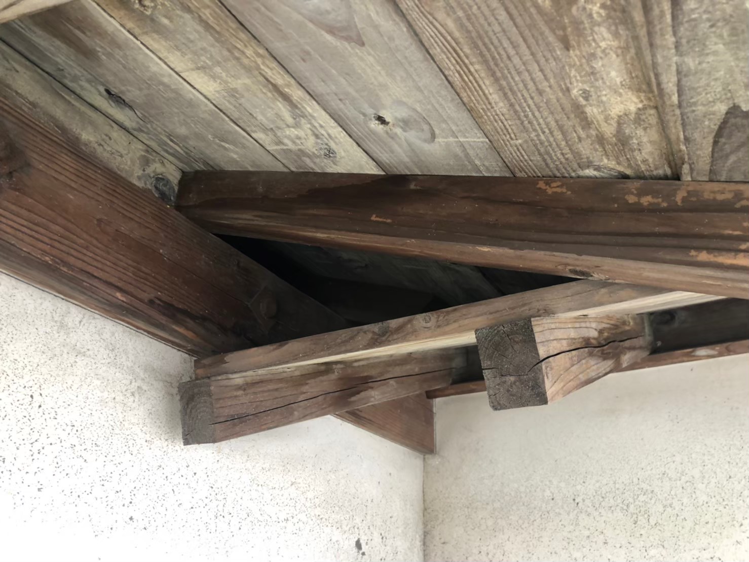 アライグマによる被害　O様邸　駆除実績