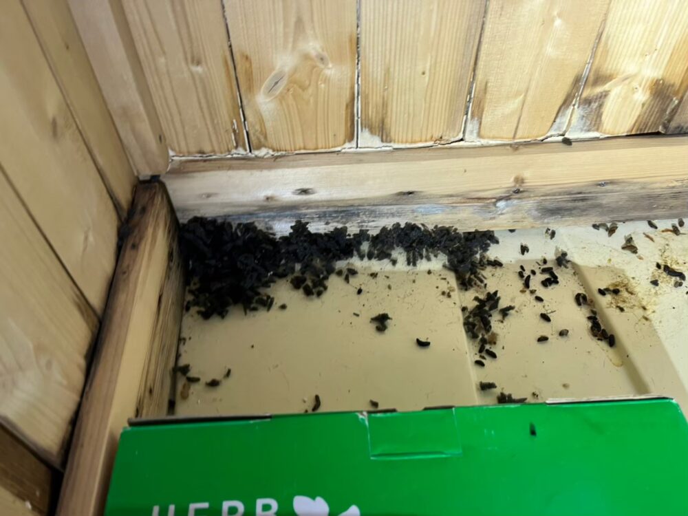 福岡県糸島市　ネズミによる被害　M様邸　駆除実績