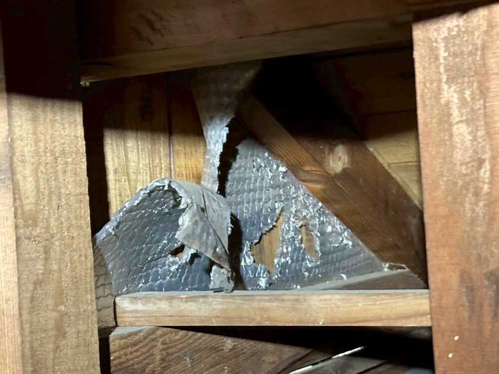 福岡県柳川市　アライグマによる被害　E様邸　駆除実績