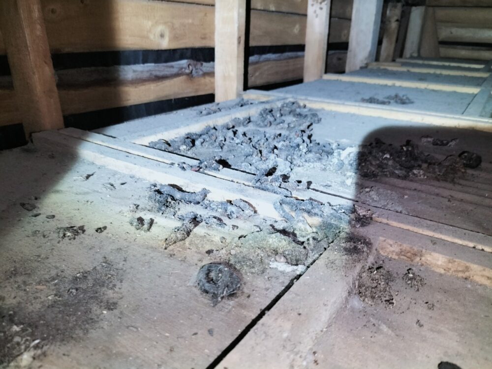 佐賀県佐賀市　イタチによる被害　B様邸　駆除実績