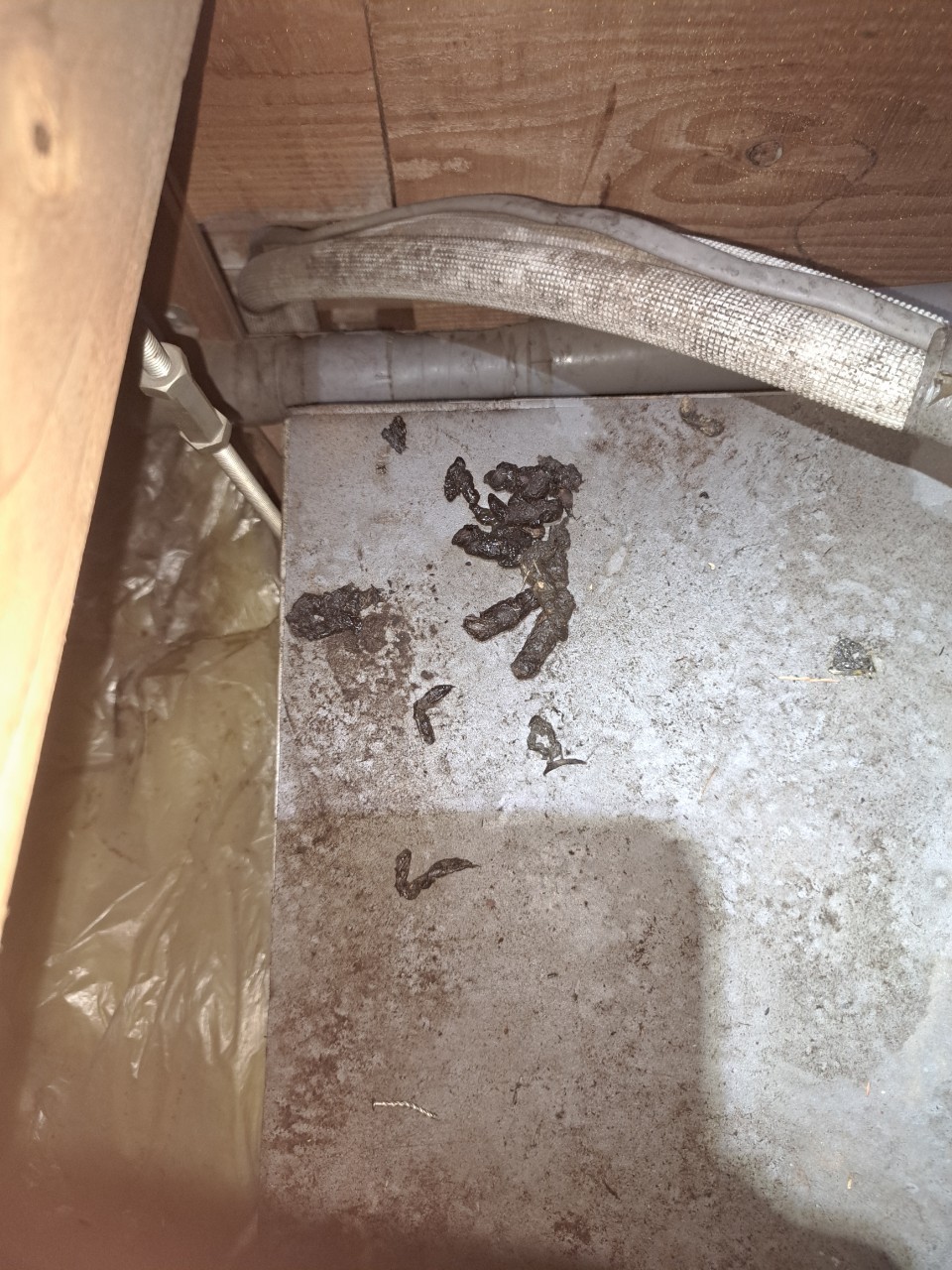 福岡県糸島市　イタチによる被害　U様邸　駆除実績