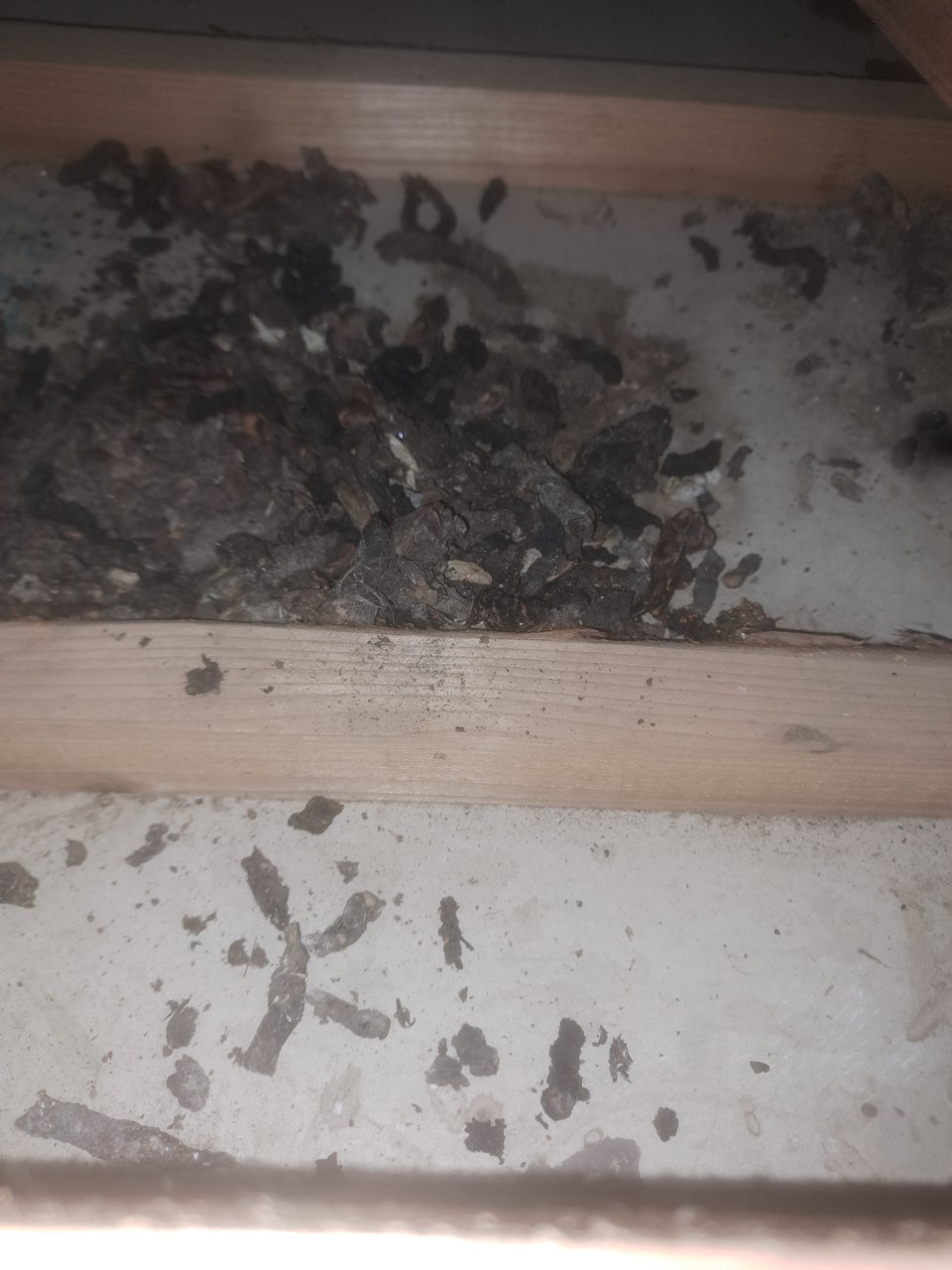 福岡県小郡市　イタチによる被害　I様邸　駆除実績