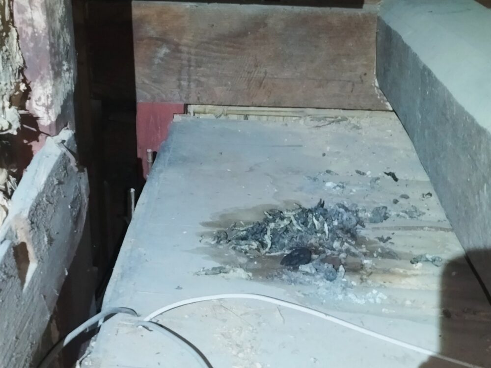 福岡県久留米市　イタチによる被害　N様邸　駆除実績