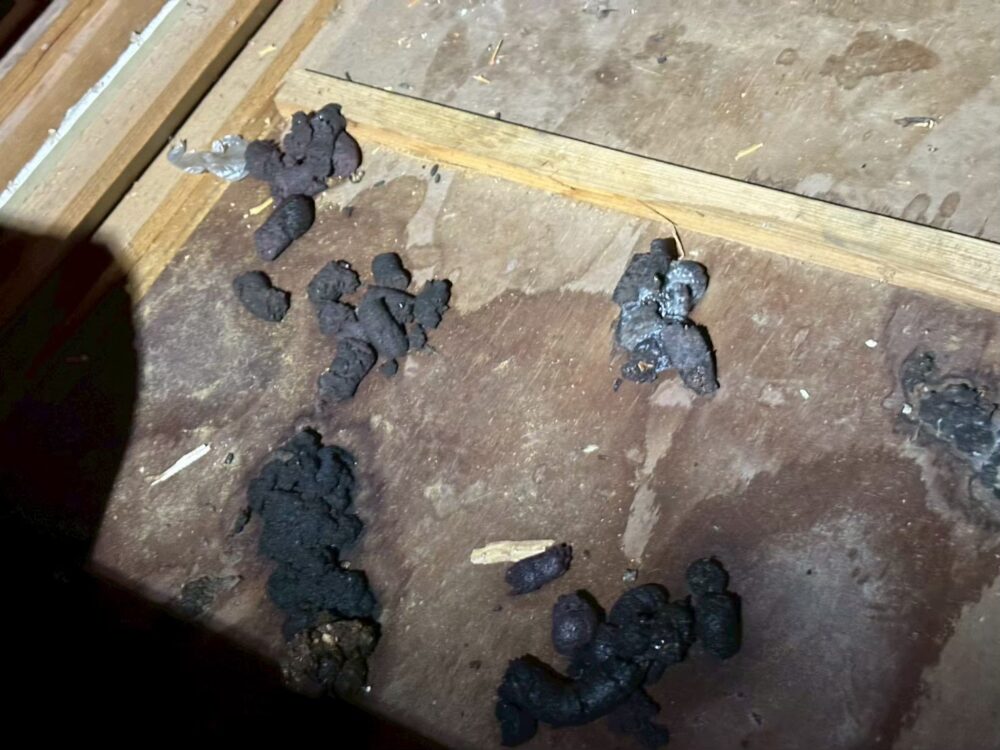 福岡県大野城市　アライグマによる被害　S様邸　駆除実績