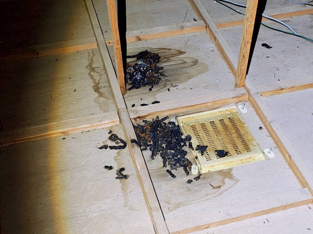 福岡県太宰府市　アライグマによる被害　T様邸　駆除実績