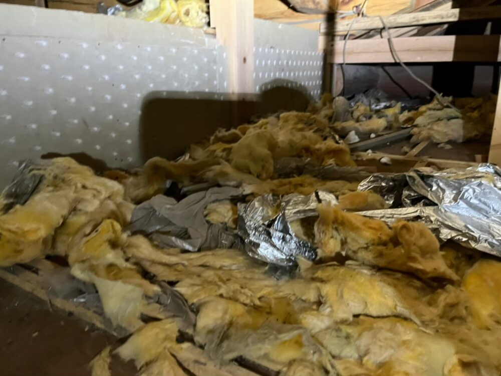 福岡県久留米市　アライグマによる被害　U様邸　駆除実績