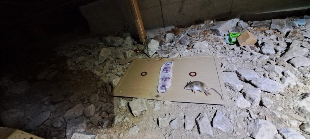 佐賀県武雄市　ネズミによる被害　Y様邸　駆除実績