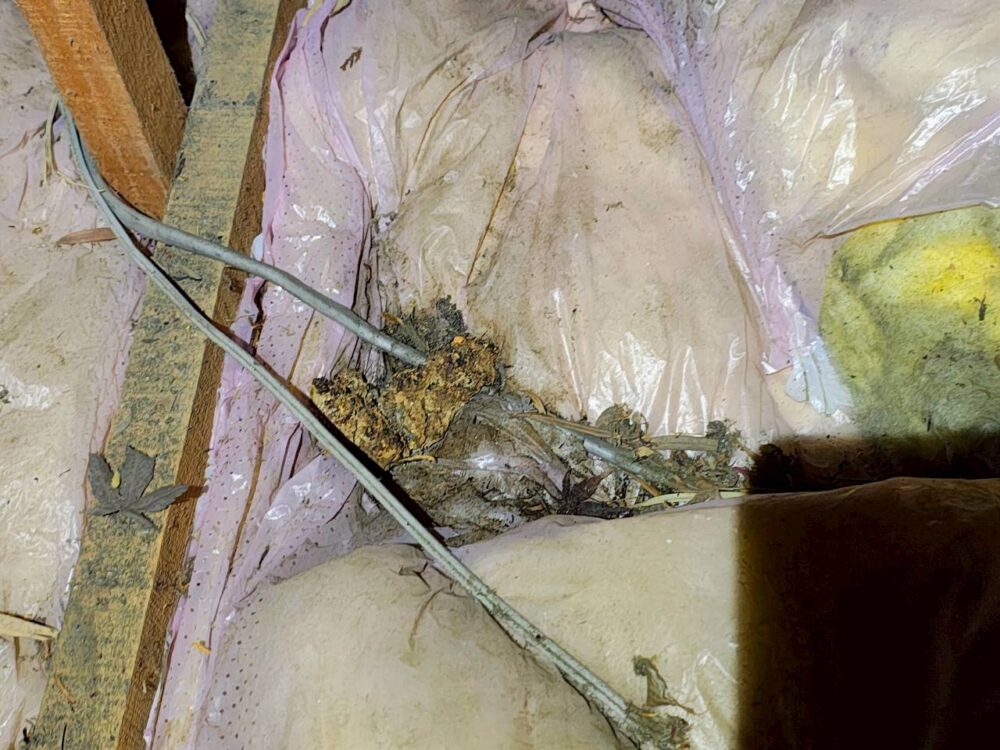 佐賀県唐津市　アライグマによる被害　E様邸　駆除実績