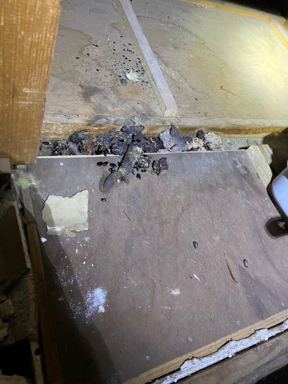 福岡県筑紫野市　イタチによる被害　S様邸　駆除実績