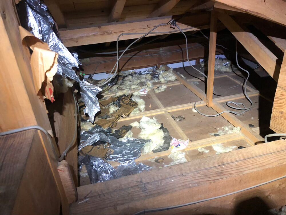 長崎県諫早市　アライグマによる被害　N様邸　駆除実績