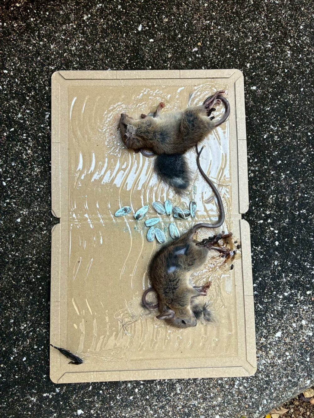 山口県宇部市　ネズミによる被害　M様邸　駆除実績